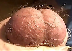 197 The veiny Bull's Sack and his Testicles