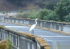 Two American Street Boys Masturbate