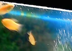 Hot Scenes In Shower