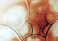 animated,video,porn,